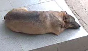 Cachorro ra a SRD idade 4 anos nome Pinininha e Mike