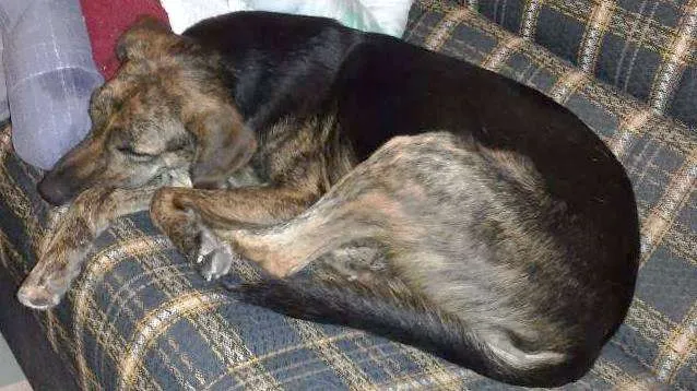 Cachorro ra a SRD idade 4 anos nome Pinininha e Mike
