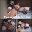 Meu dono escolhe o