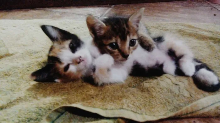 Gato ra a  idade 2 a 6 meses nome Mina & Maggie 