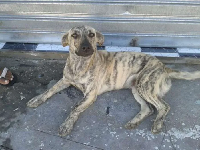 Cachorro ra a SRD idade 1 ano nome Tigresa - Doação UR