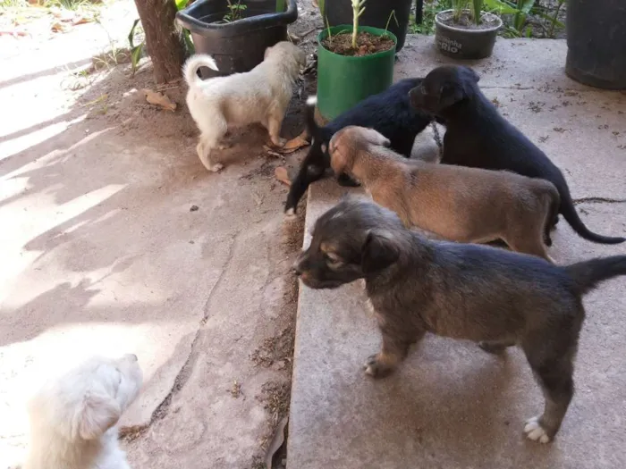 Cachorro raça SRD idade Abaixo de 2 meses nome Filhotes