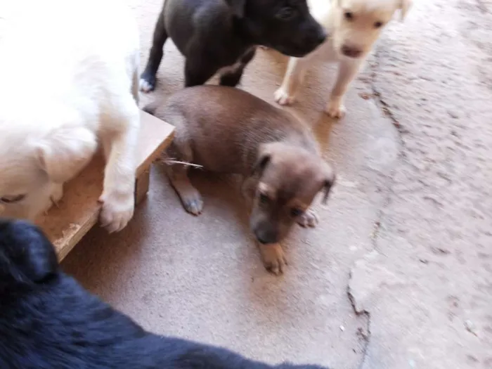 Cachorro raça SRD idade Abaixo de 2 meses nome Filhotes