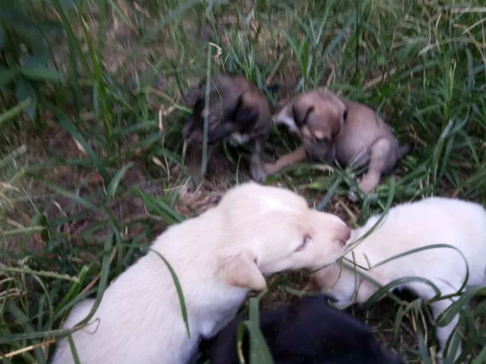 Cachorro raça SRD idade Abaixo de 2 meses nome Filhotes