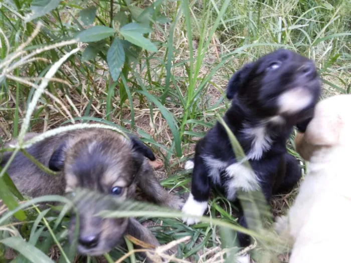 Cachorro raça SRD idade Abaixo de 2 meses nome Filhotes