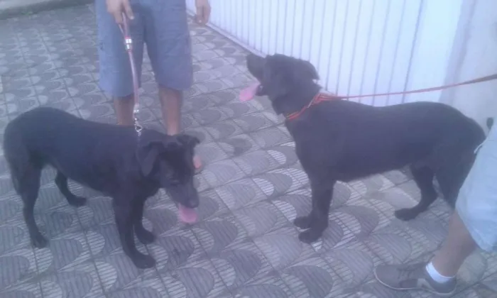 Cachorro ra a SRD idade 2 anos nome Marley e Lola