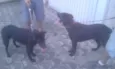 Marley e Lola