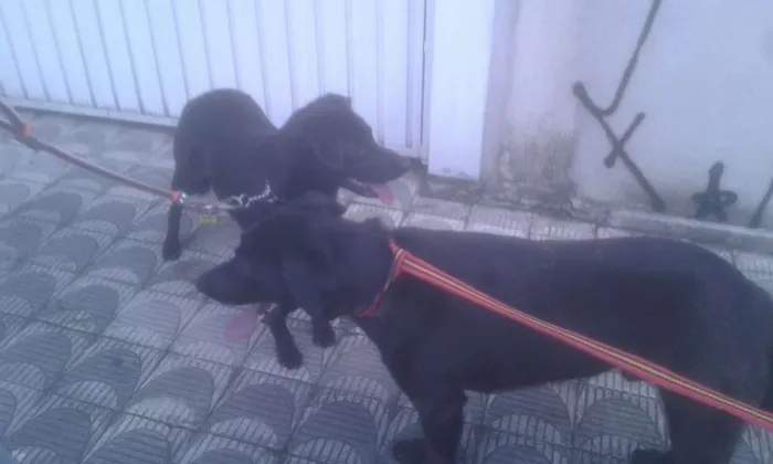Cachorro ra a SRD idade 2 anos nome Marley e Lola