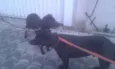 Marley e Lola
