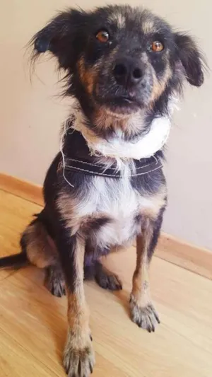 Cachorro raça Vira-Lata idade 3 anos nome Lucky