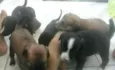 Varios Cachorros