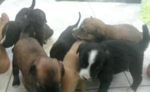 Cachorro raça Fila idade Abaixo de 2 meses nome Varios Cachorros