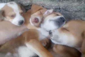 Cachorro raça Vira lata idade 2 a 6 meses nome Sem nome