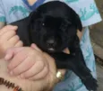 Pretinha