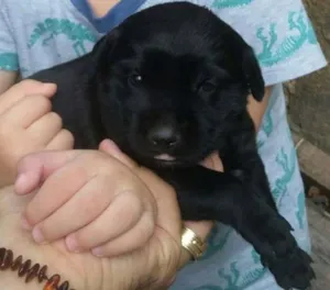 Cachorro raça SRD idade Abaixo de 2 meses nome Pretinha