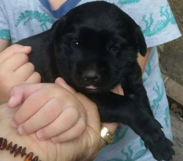 Cachorro ra a SRD idade Abaixo de 2 meses nome Pretinha