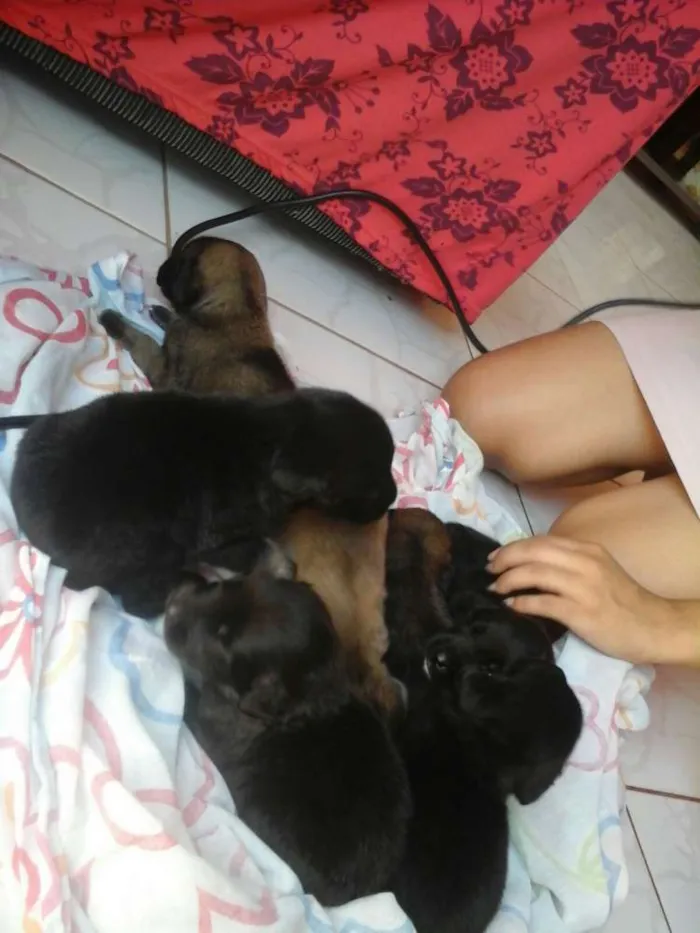 Cachorro raça Vira-lata idade Abaixo de 2 meses nome Marley e outros