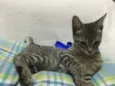 Fofinho