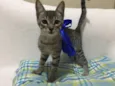 Fofinho