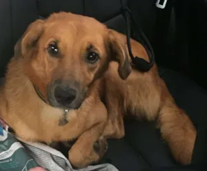 Cachorro raça SRD idade 2 anos nome Hope