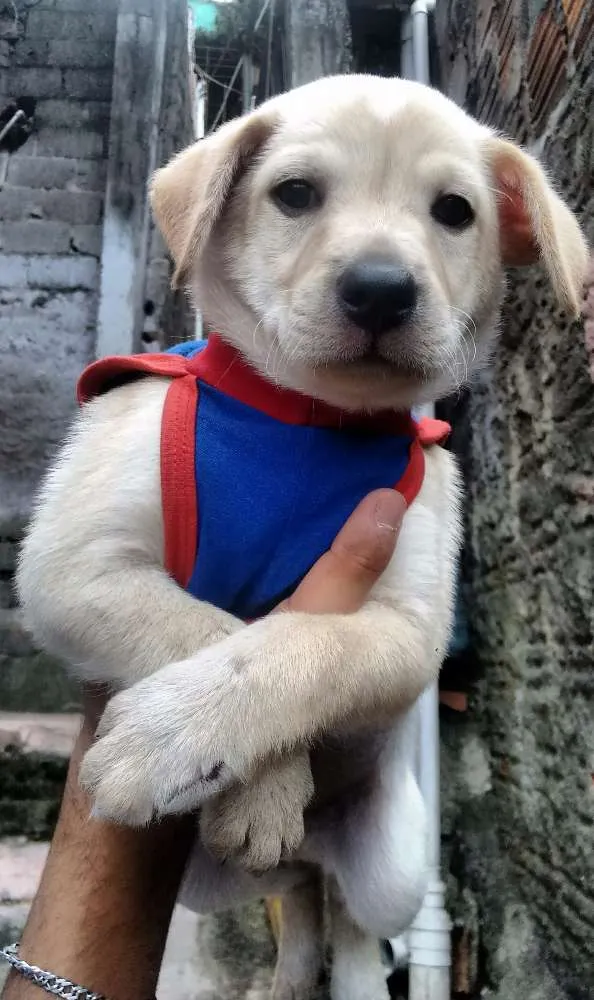 Cachorro ra a Labrador  idade Abaixo de 2 meses nome Presunto