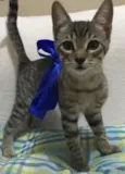 Fofinho