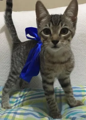 Gato raça  idade 2 a 6 meses nome Fofinho