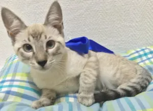 Gato raça  idade 2 a 6 meses nome Branquinho