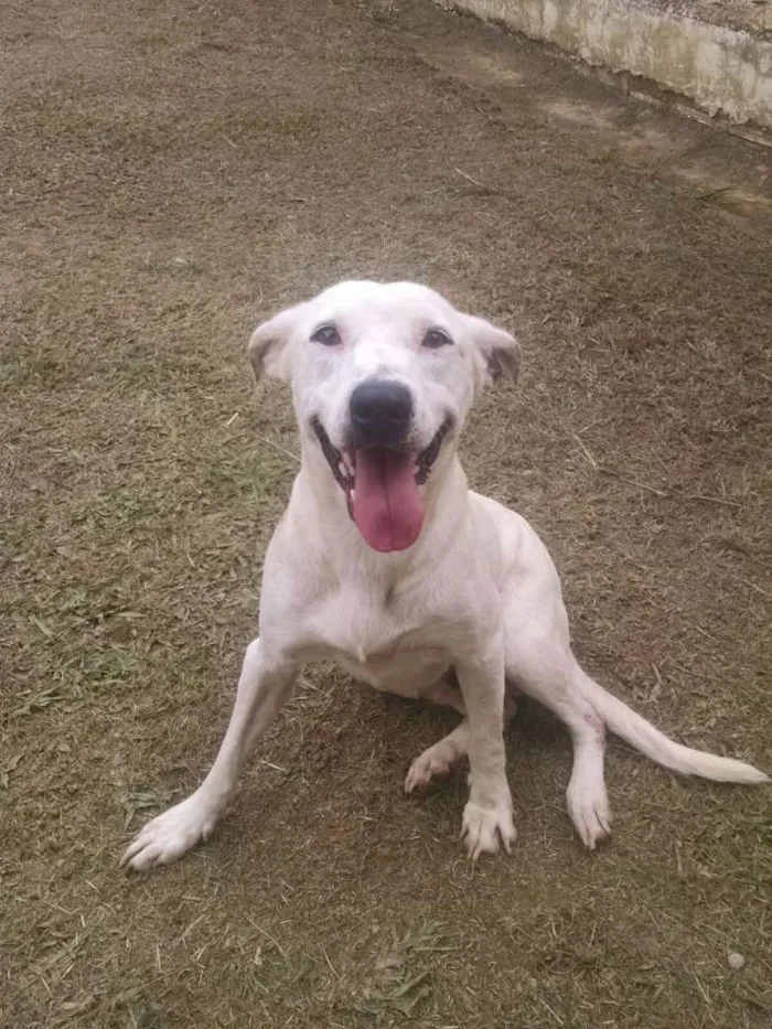 Cachorro ra a SRD idade 2 anos nome Branquinho