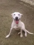 Branquinho