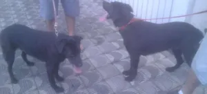 Cachorro raça SRD idade 2 anos nome Marley e Lola