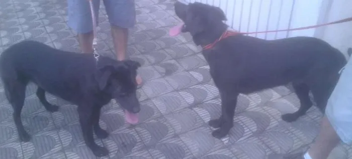 Cachorro ra a SRD idade 2 anos nome Marley e Lola