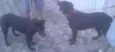 Marley e Lola