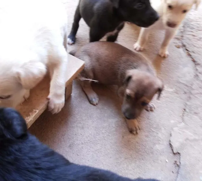 Cachorro raça SRD idade Abaixo de 2 meses nome Filhotes