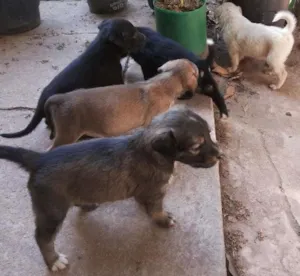 Cachorro raça SRD idade Abaixo de 2 meses nome Filhotes