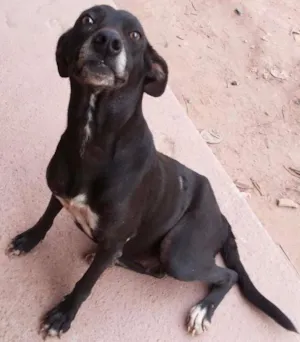 Cachorro raça SRD idade 5 anos nome Neguinha