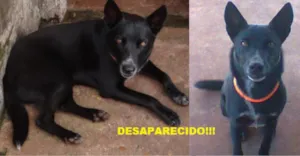 Cachorro raça Vira Lata idade 1 ano nome Volk