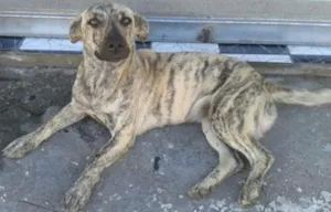 Cachorro raça SRD idade 1 ano nome Tigresa - Doação UR