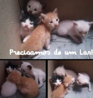 Gato raça SRD idade Abaixo de 2 meses nome Meu dono escolhe o 
