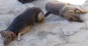 Cachorro raça SRD idade 4 anos nome Pinininha e Mike