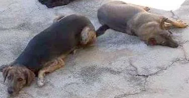 Cachorro ra a SRD idade 4 anos nome Pinininha e Mike