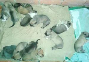 Cachorro raça Vira lata idade Abaixo de 2 meses nome Indefinidos