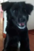 Niko
