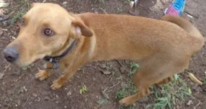 Cachorro raça srd idade  nome SPIKE