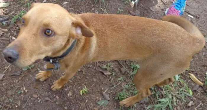 Cachorro ra a srd idade  nome SPIKE