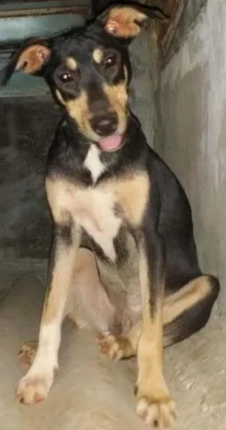Cachorro ra a SRD idade 1 ano nome Moleuqe
