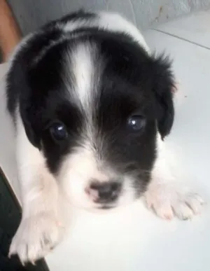 Cachorro raça SRD idade Abaixo de 2 meses nome Bebê