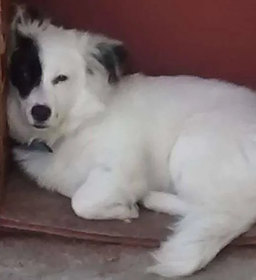 Cachorro ra a nao sei idade 1 ano nome Leyd