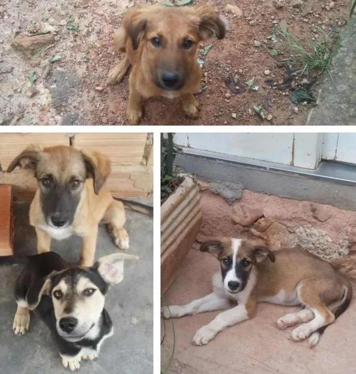 Cachorro ra a SRD idade 2 a 6 meses nome Sem Nome