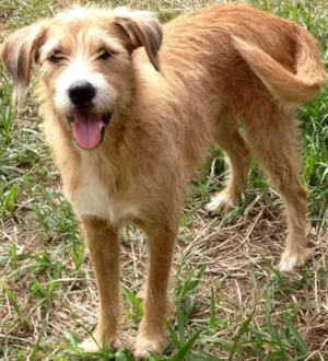 Cachorro raça SRD idade 3 anos nome Benji